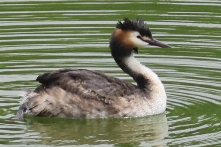 Great Crested Grebe - ML567156171