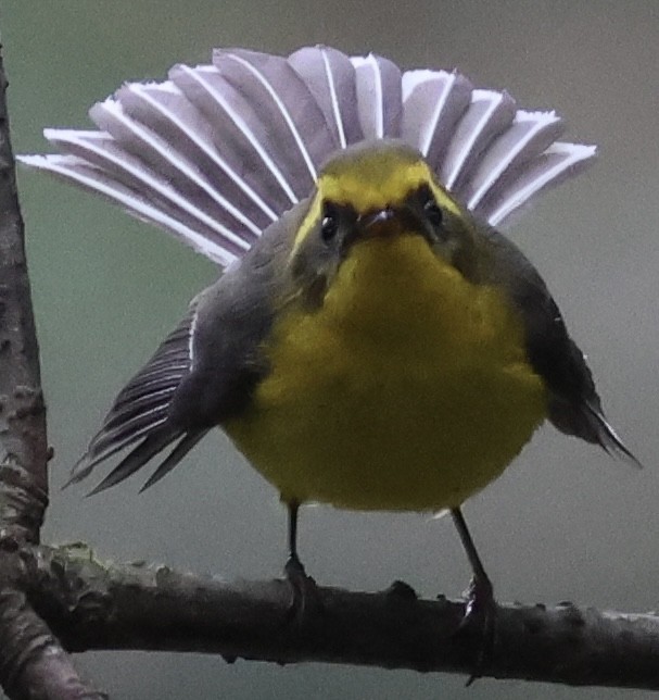 Yellow-bellied Fairy-Fantail - ML567156251