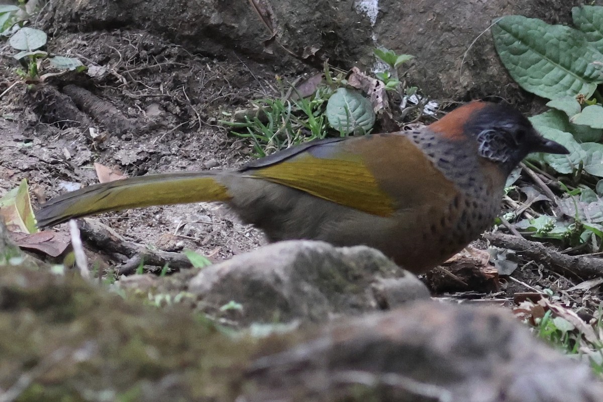 Chestnut-crowned Laughingthrush - ML567156531