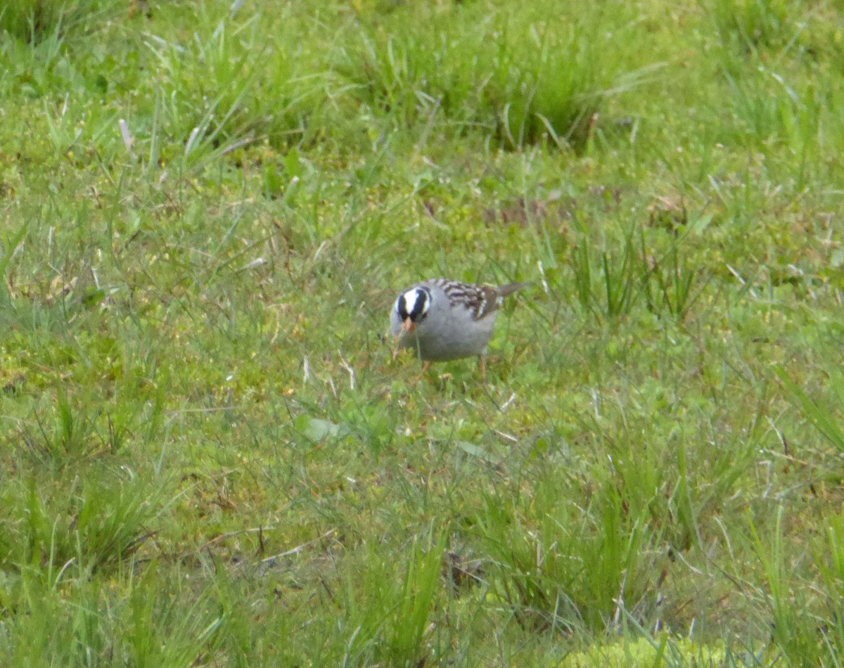 White-crowned Sparrow - ML567160251