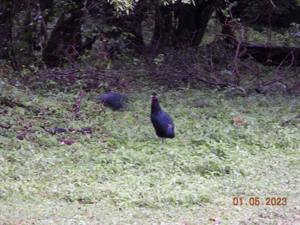 Western Crested Guineafowl - ML567167101