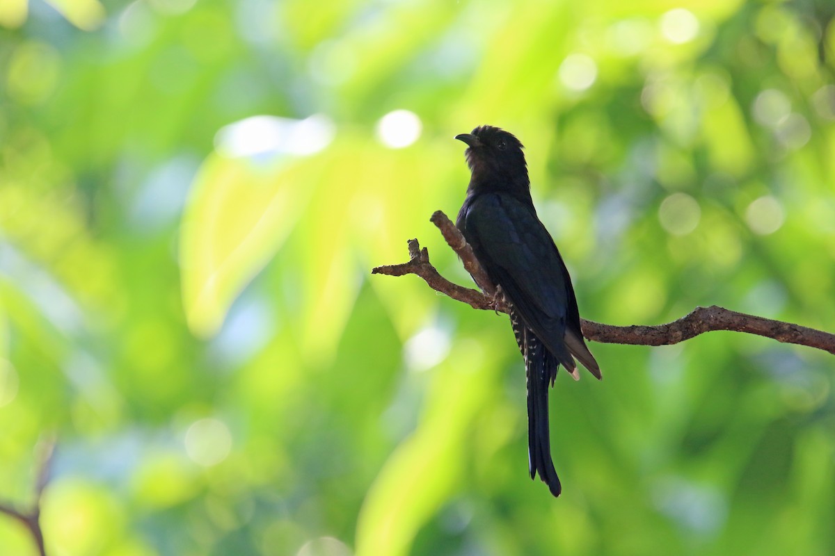Square-tailed Drongo-Cuckoo - ML567170771