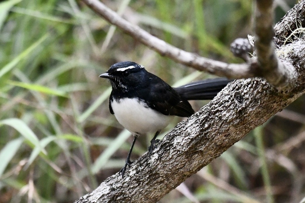Willie-wagtail - Russell Waugh