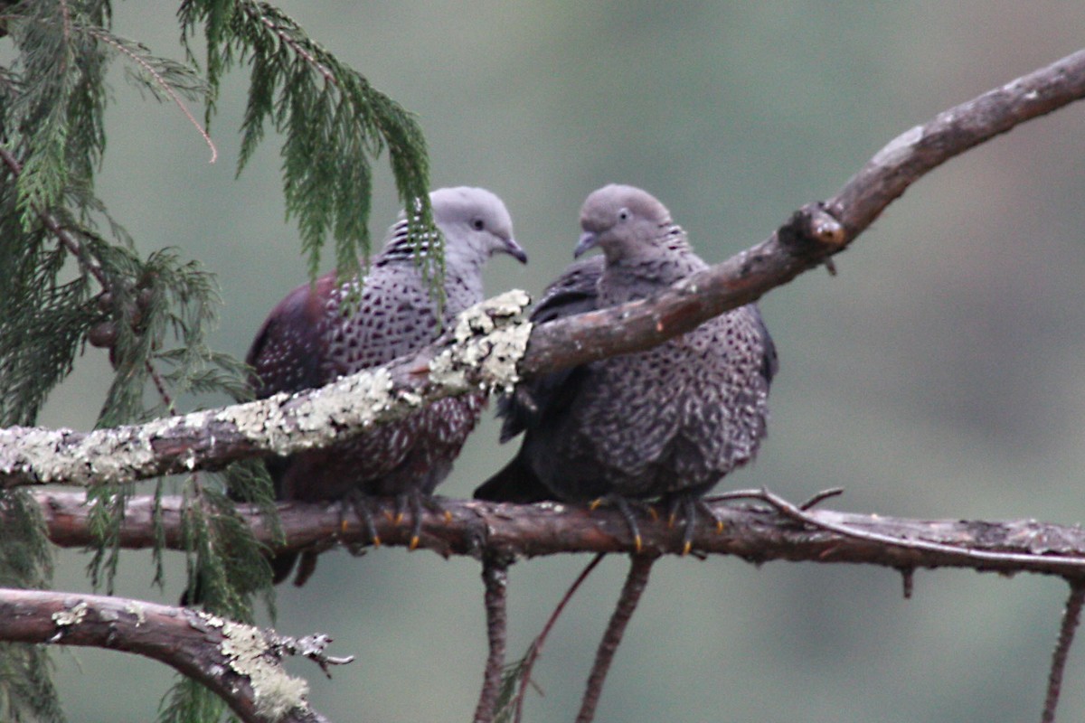 Speckled Wood-Pigeon - Stephen and Felicia Cook