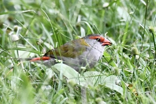 Red-browed Firetail - ML567172731