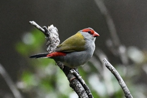 Red-browed Firetail - ML567172741
