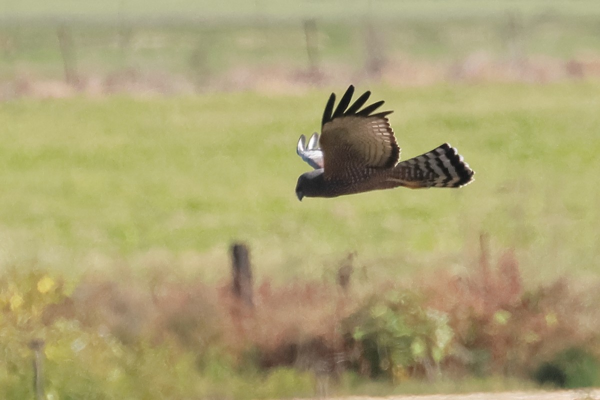 Spotted Harrier - ML567174411