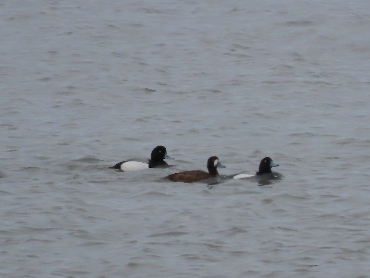 Greater Scaup - Laura Burke