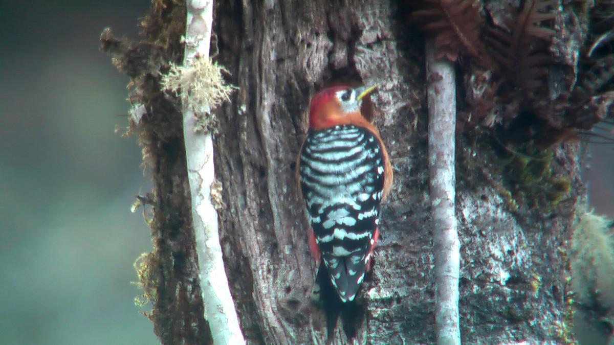 Rufous-bellied Woodpecker - ML567178981
