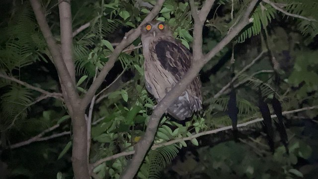 Philippine Eagle-Owl - ML567179821