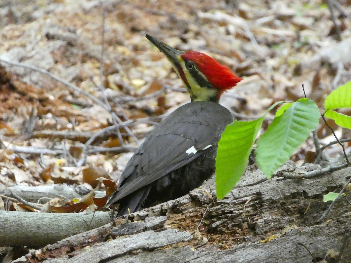 Pileated Woodpecker - Anne Bekker