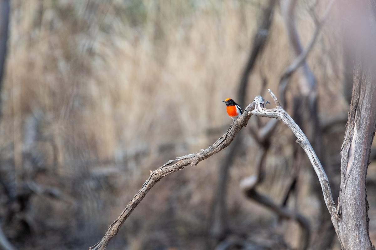 Red-capped Robin - ML567180731