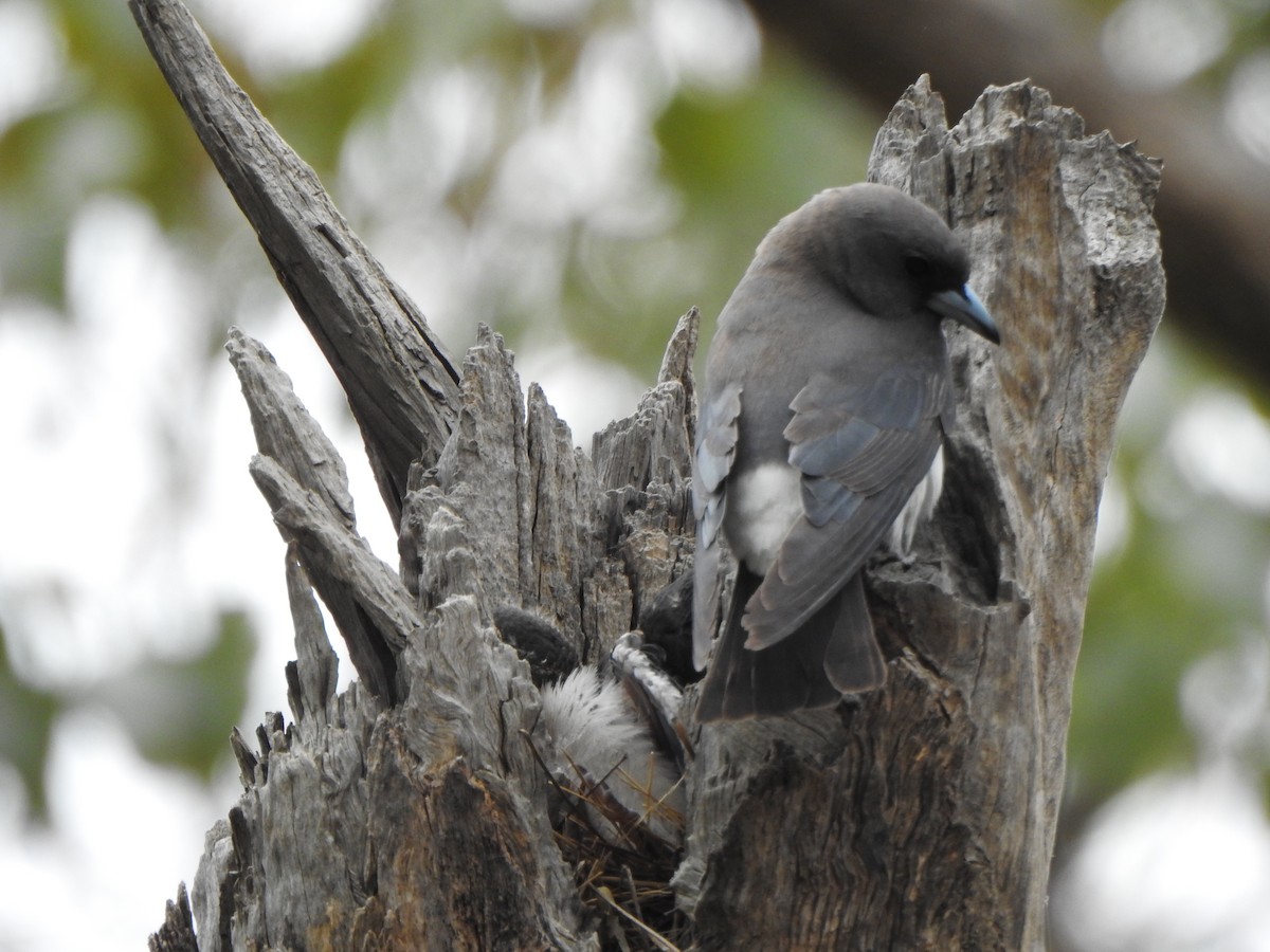 White-breasted Woodswallow - ML567181421