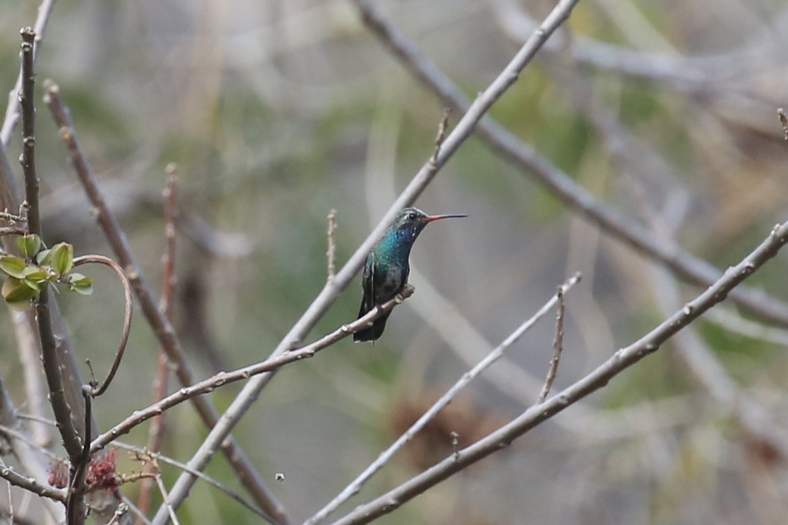 Broad-billed Hummingbird - Charles Davies