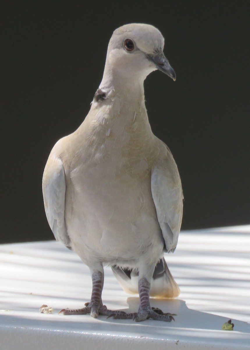 Eurasian Collared-Dove - ML567185021