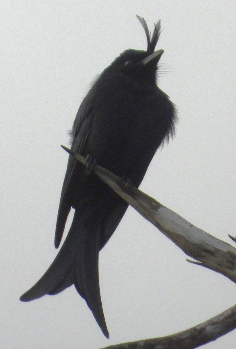 Crested Drongo - ML567188861