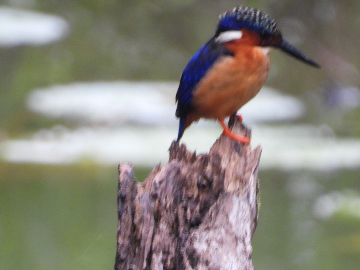 Malagasy Kingfisher - Stephan Megroz