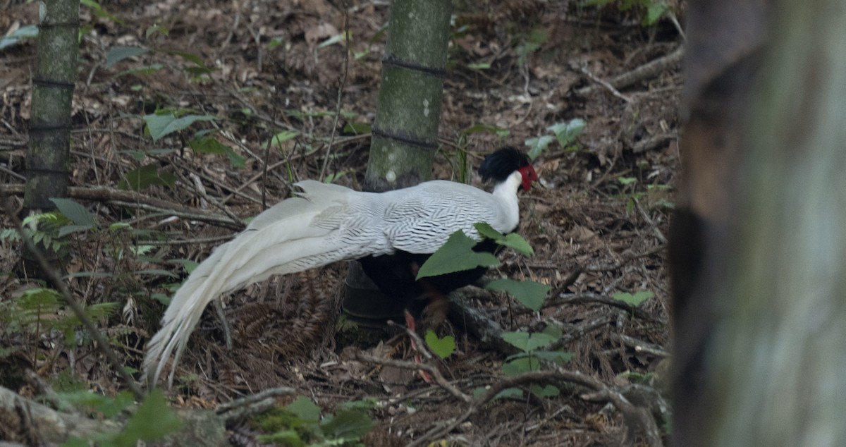 Silver Pheasant - ely what