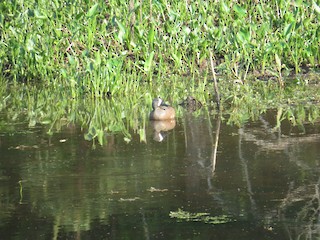 Blue-winged Teal, ML56719381