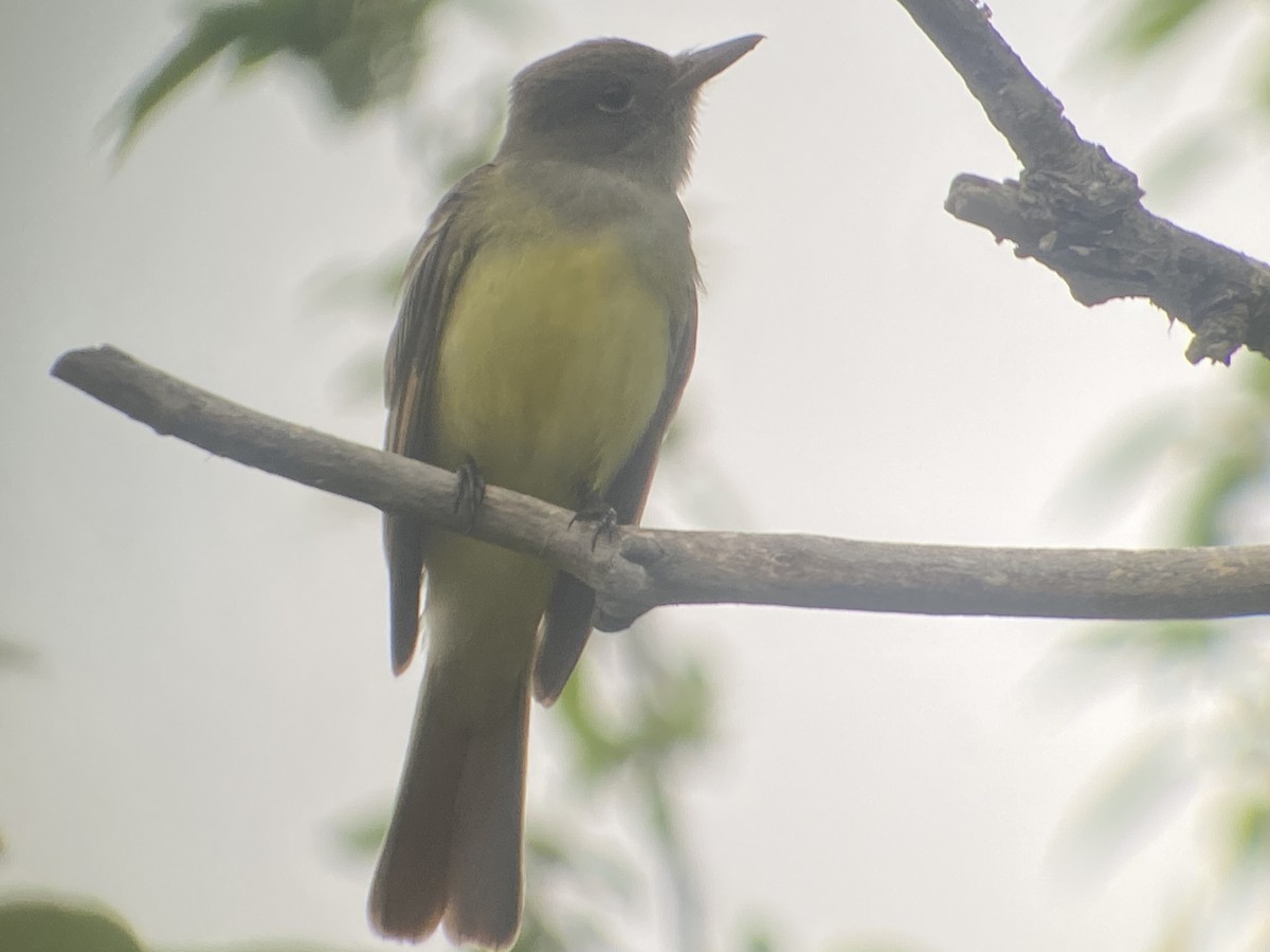 Great Crested Flycatcher - ML567194691