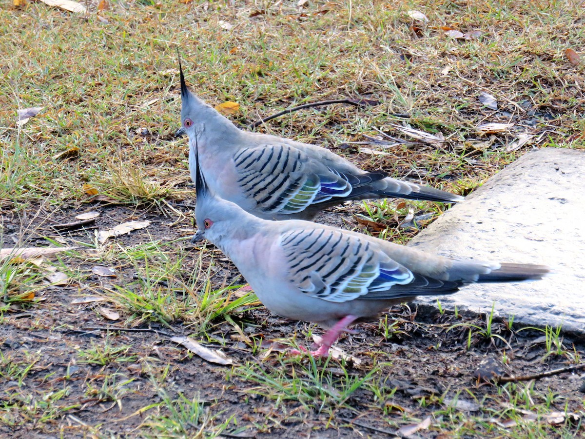 Crested Pigeon - ML567196101