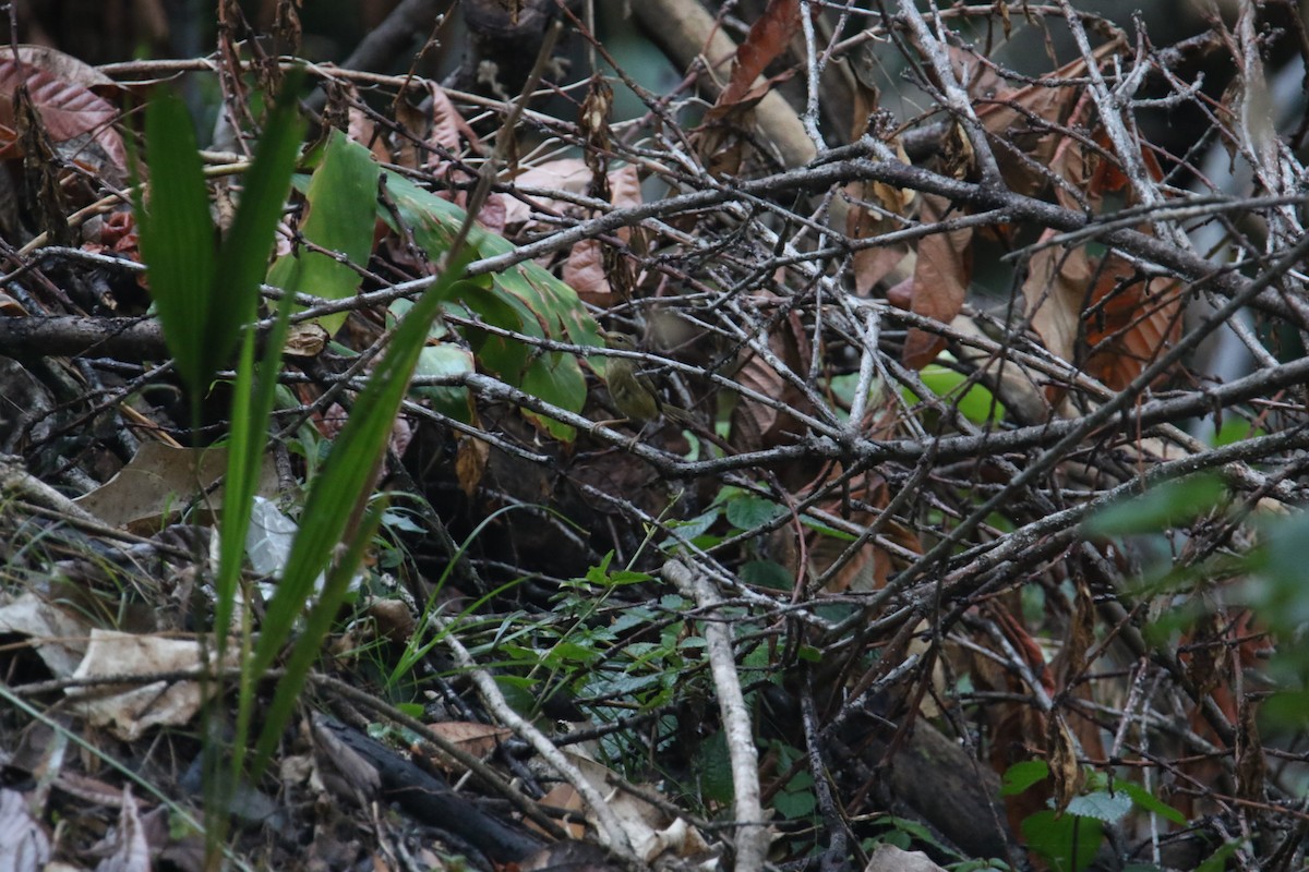 Brownish-flanked Bush Warbler - ML567197171