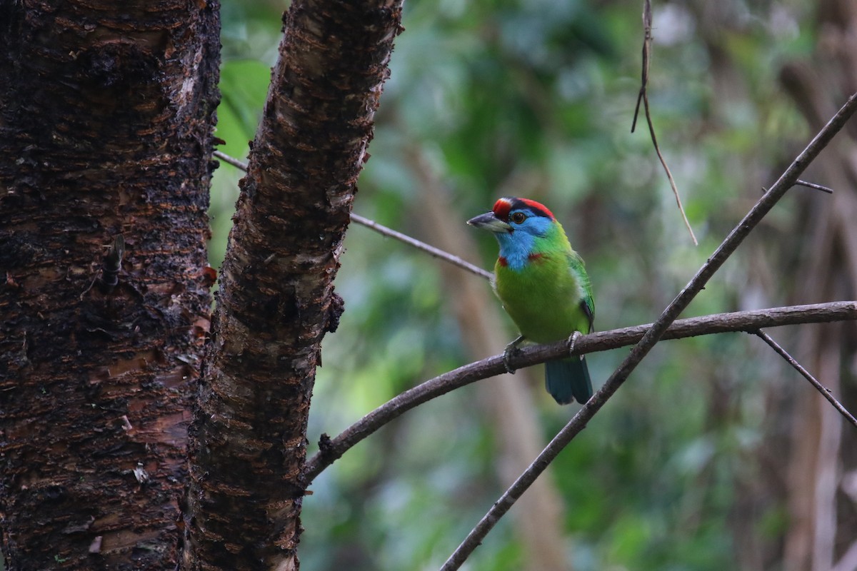 Blue-throated Barbet (Red-crowned) - ML567197701