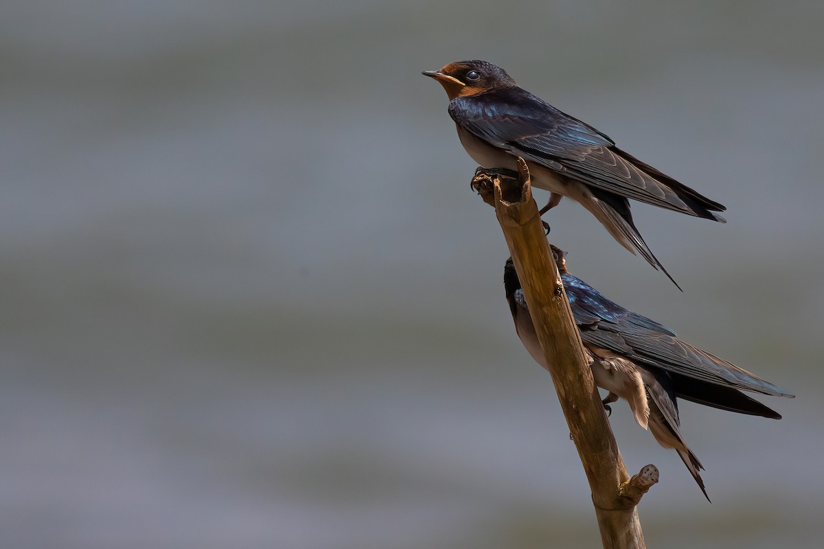 Angola Swallow - Jaap Velden