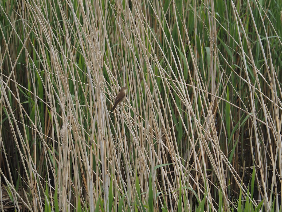 Common Reed Warbler - ML567199811