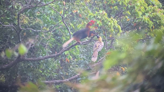 Rufous Hornbill (Northern) - ML567201521