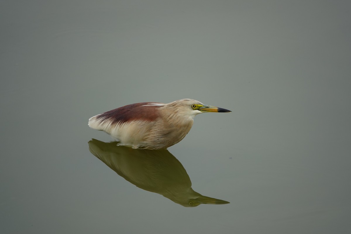 Indian Pond-Heron - Tarachand Wanvari