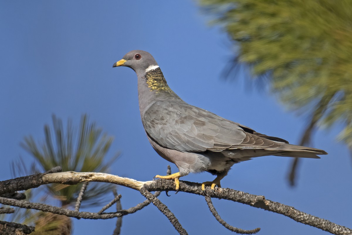 Band-tailed Pigeon - ML567207381