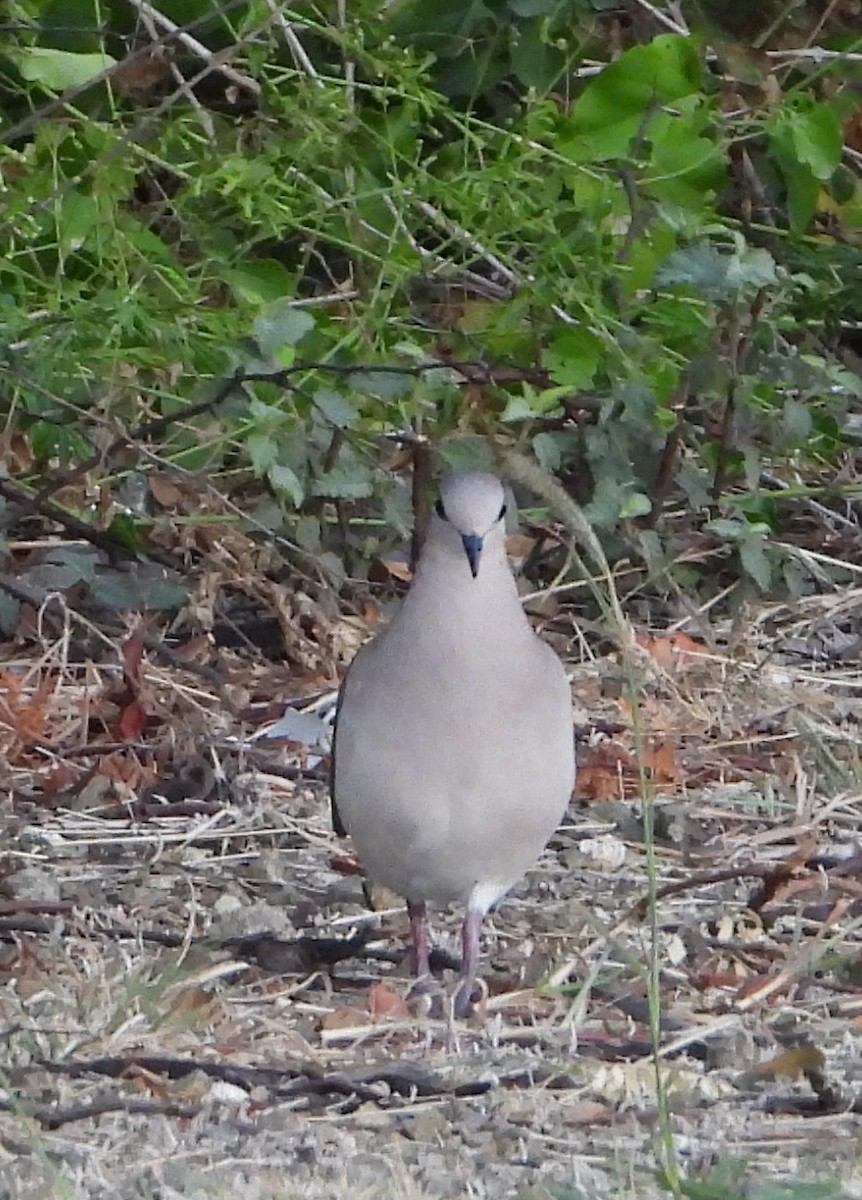 ebird-checklist-9-apr-2023-birdwatch-santa-barbara-plantation