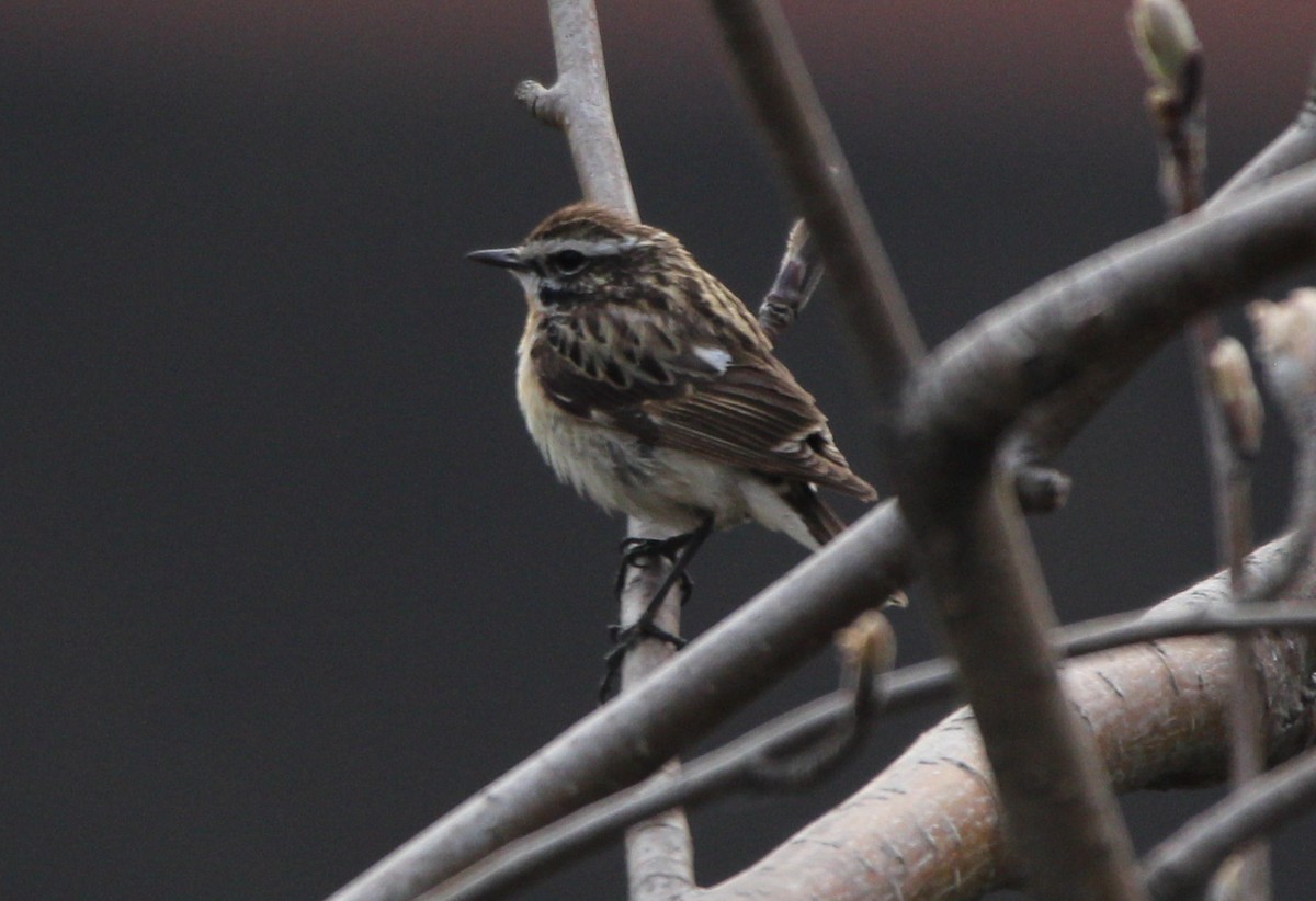 Whinchat - ML567213311
