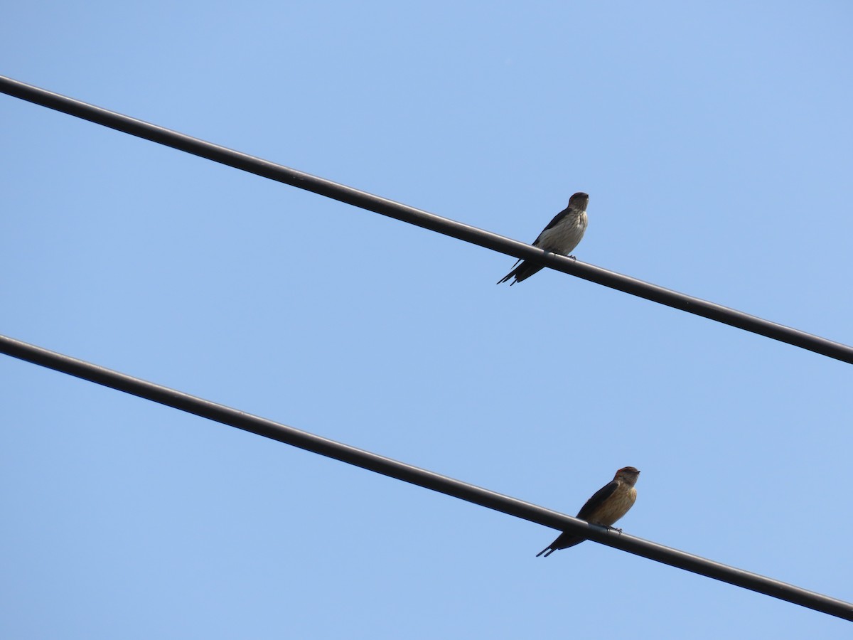 Red-rumped Swallow - ML567226761