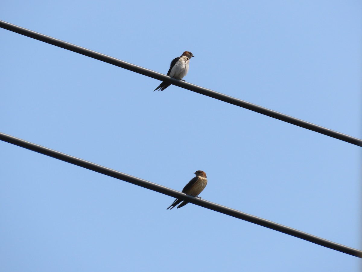 Red-rumped Swallow - ML567226771