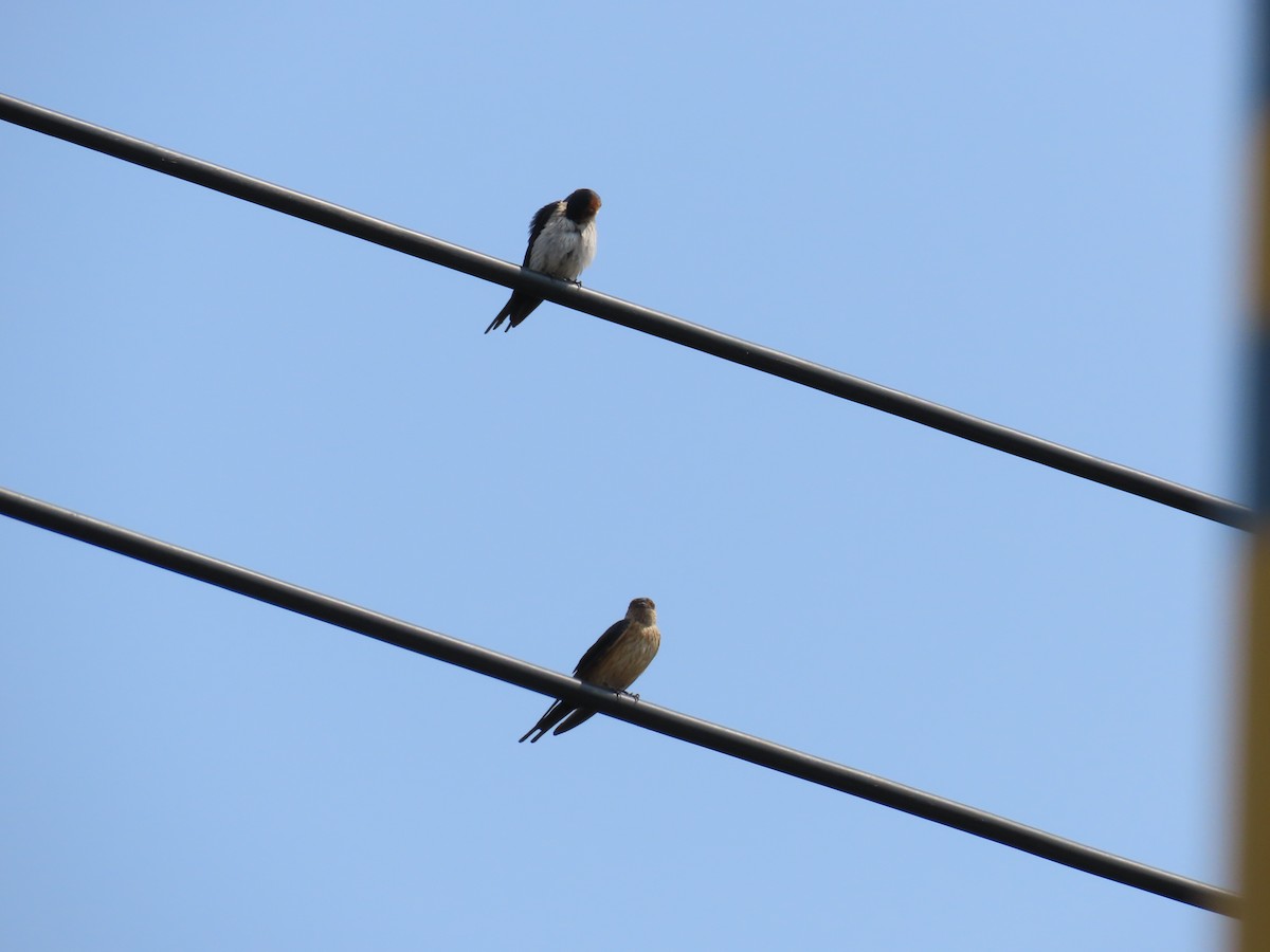 Red-rumped Swallow - ML567226781