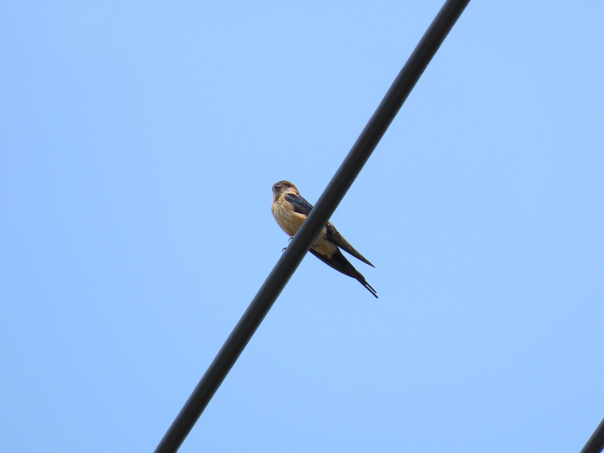 Red-rumped Swallow - ML567227111