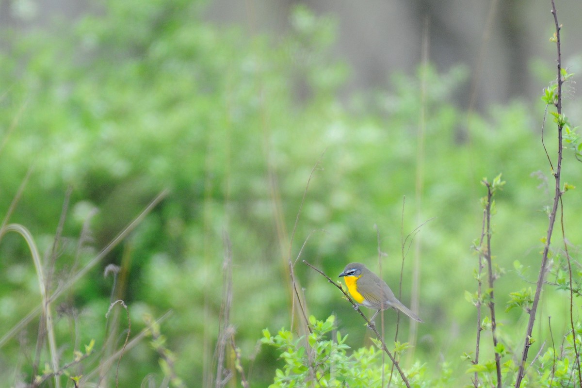 Yellow-breasted Chat - ML567232201