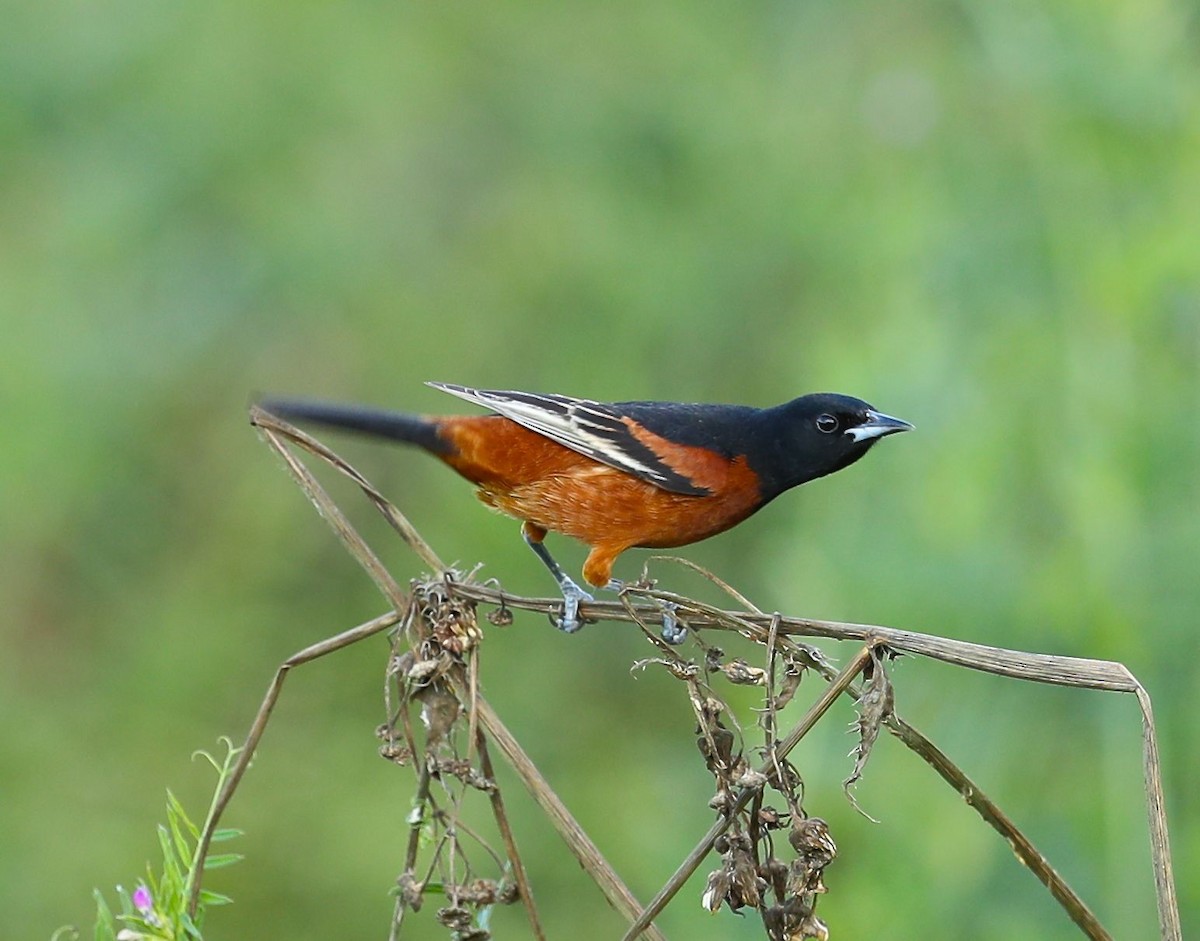 Orchard Oriole - ML56723421