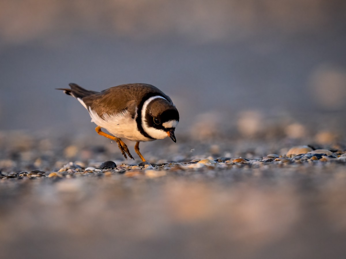 Semipalmated Plover - ML567236351