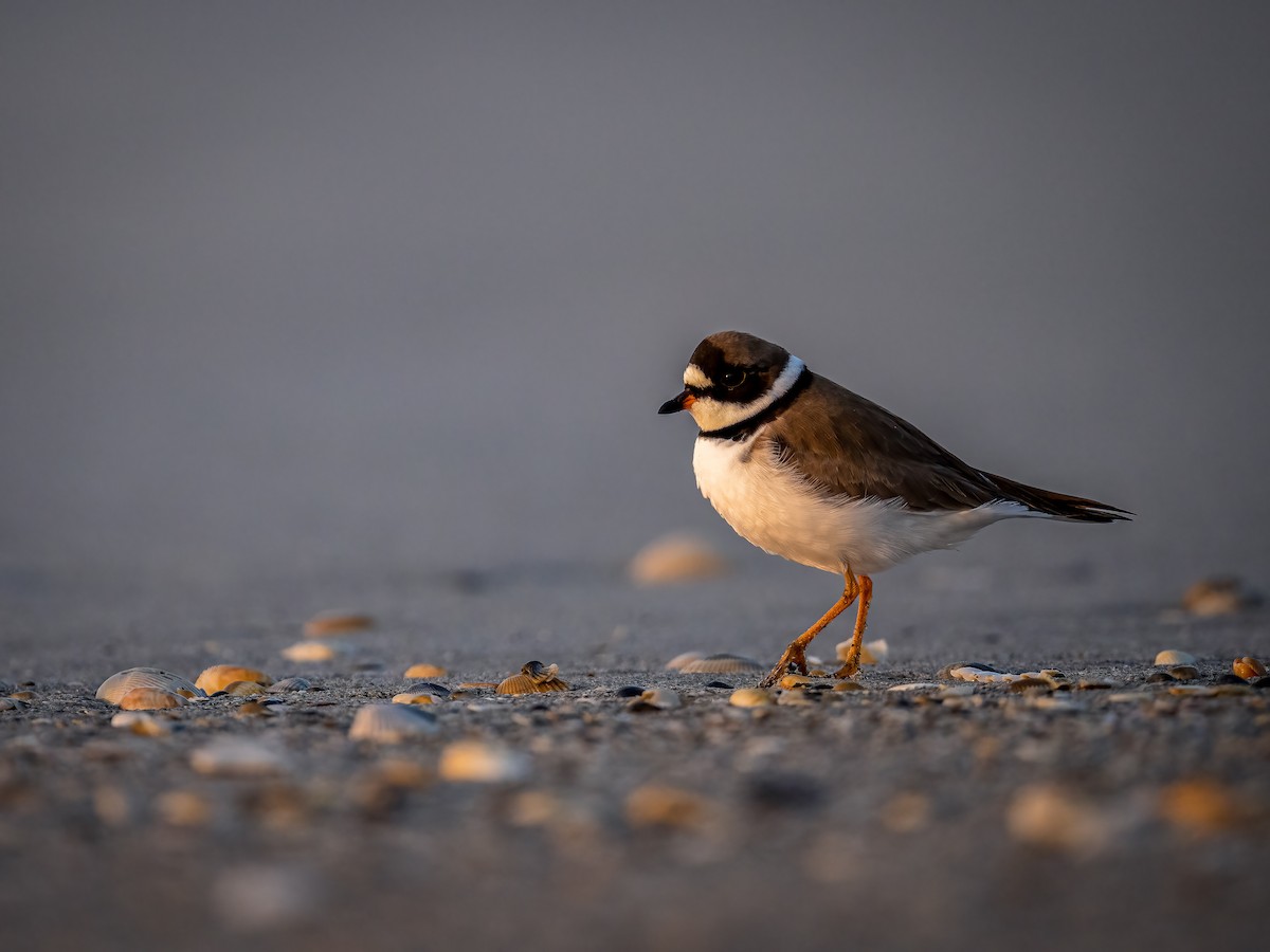 Semipalmated Plover - ML567236371