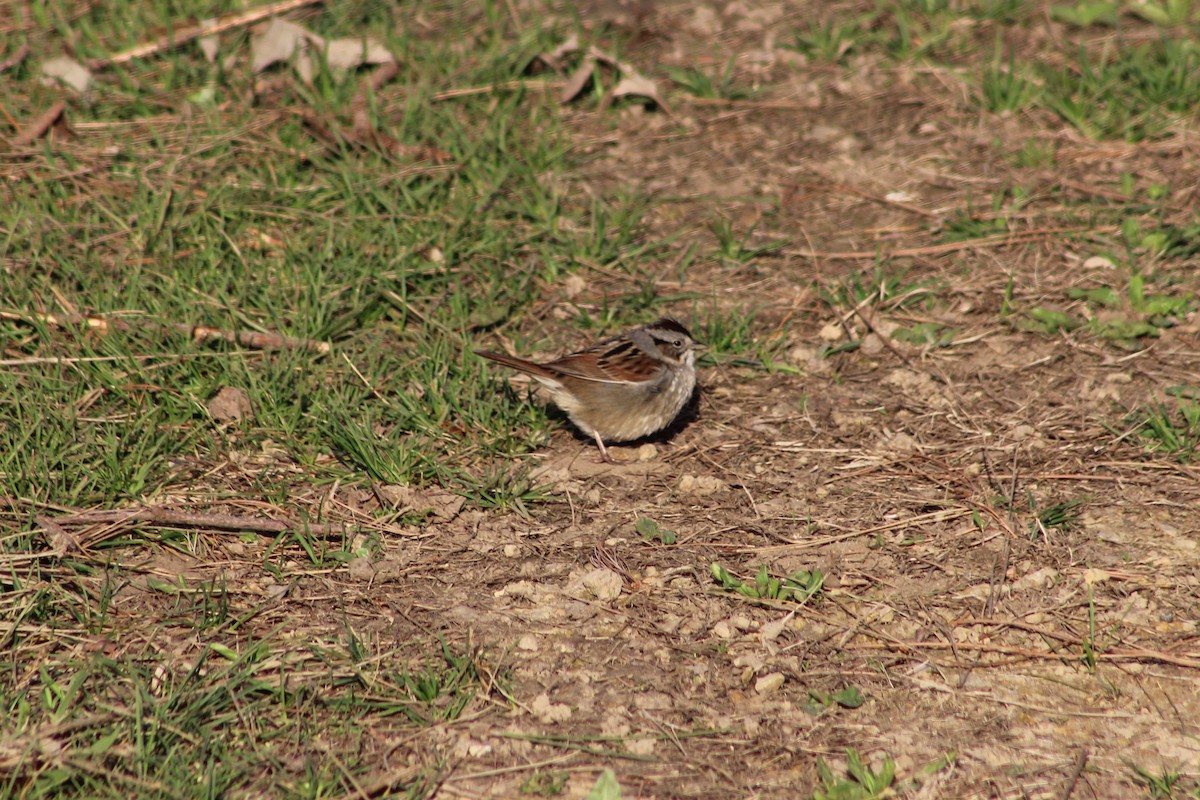 Swamp Sparrow - ML567245931