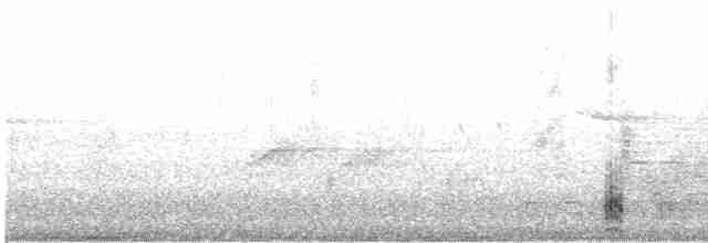 morčák chocholatý - ML567250191
