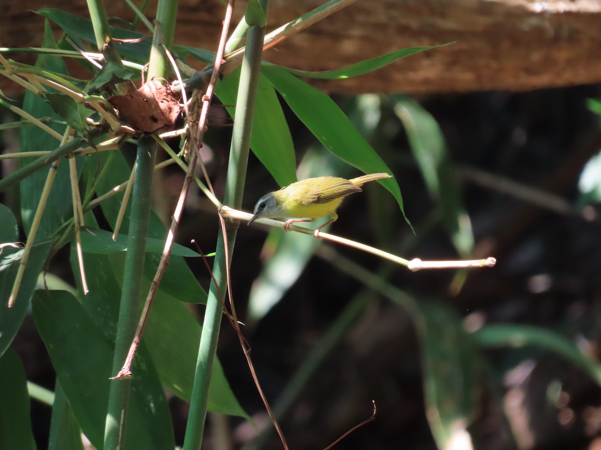 Yellow-bellied Warbler - ML567250231