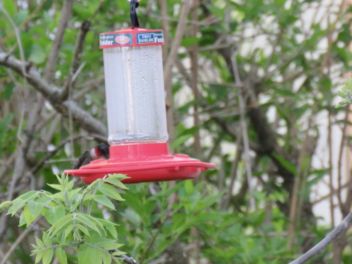 Ruby-throated Hummingbird - ML567250461