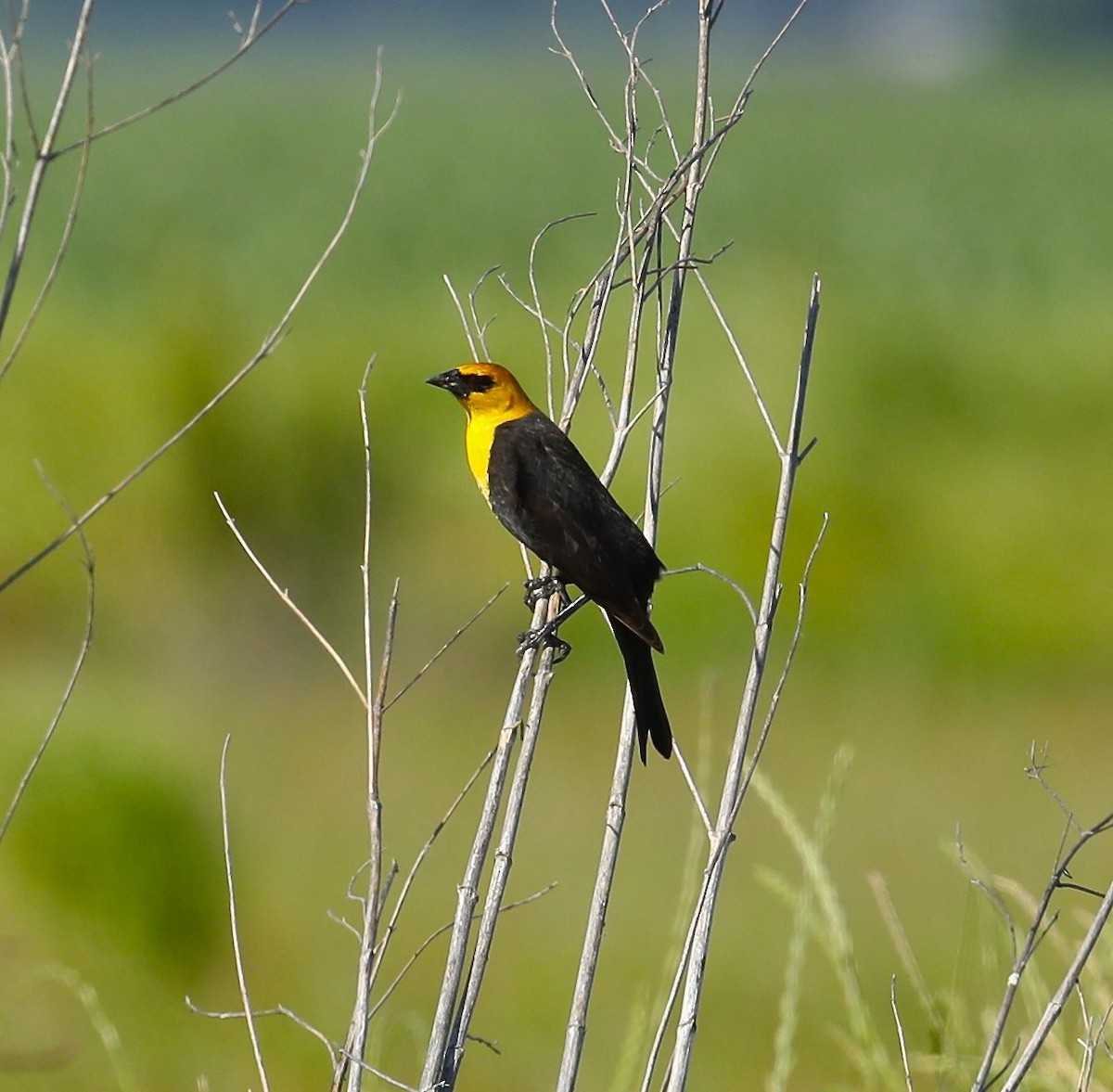 Yellow-headed Blackbird - ML56725151