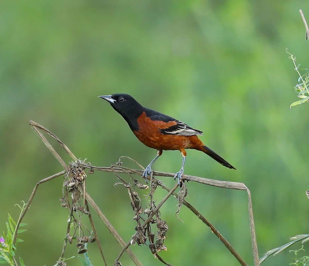 Orchard Oriole - ML56725361