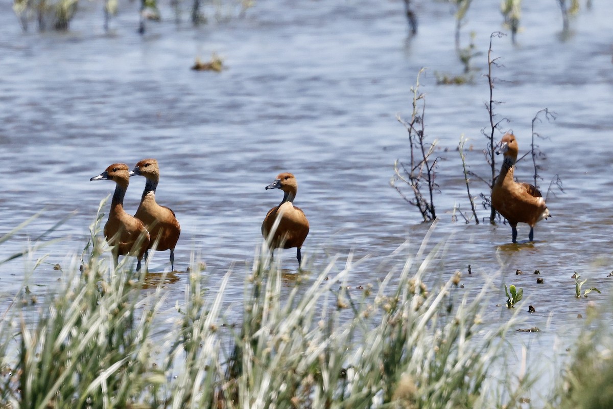 Fulvous Whistling-Duck - ML567254371