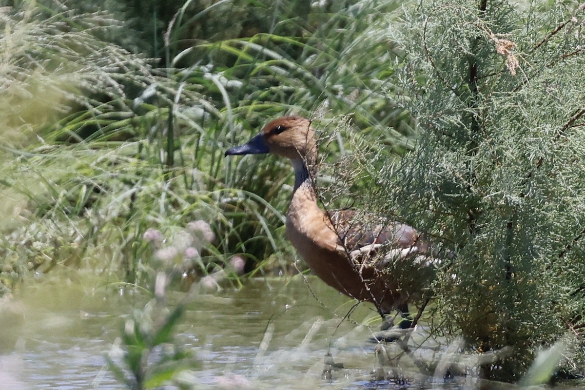 Fulvous Whistling-Duck - Lorna Aynbinder